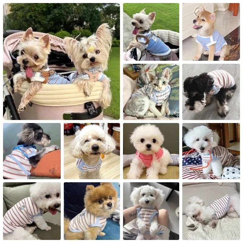 Adorable Striped Pet Vest 🌸🐾 Cozy Summer Shirt for Pups & Kitties! 🐶🐱