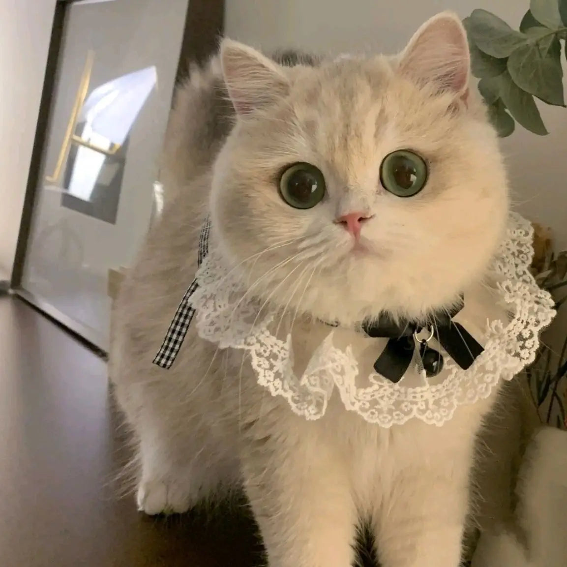 ✨ Elegant Pearl & Lace Pet Bib 🎀 Chic Ribbon Scarf for Pawsome Parties 🐾💖